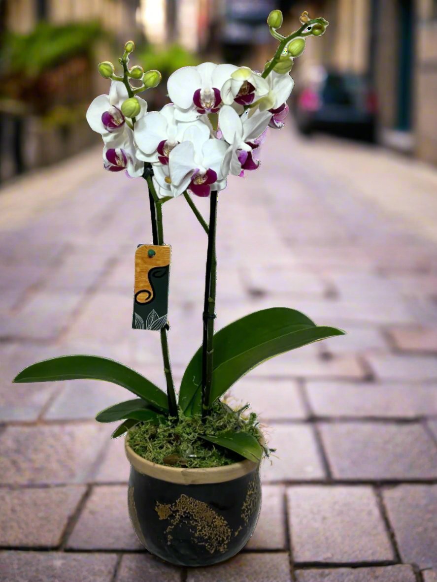 Arranjo Elegante de Mini Orquídea em Vaso de Cerâmica