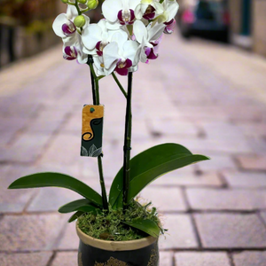 Arranjo Elegante de Mini Orquídea em Vaso de Cerâmica