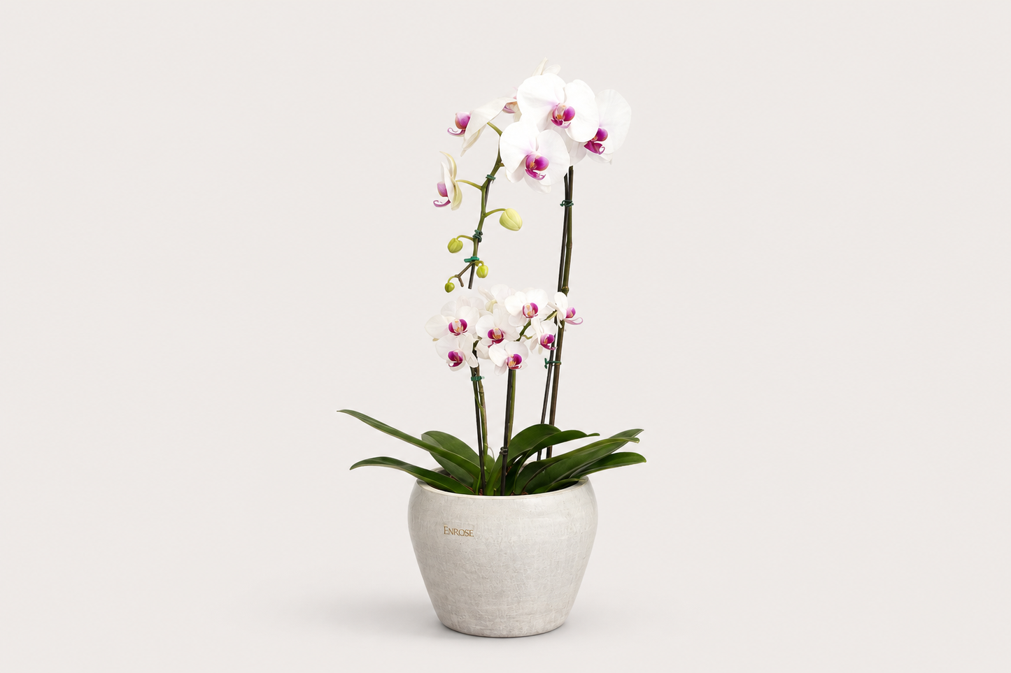 Combo de Orquídeas Brancas Premium e Mini em Vaso Elegante
