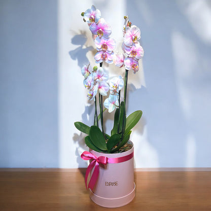 Arrangement with Large and Mini Orchid in Special Color in Pink Box