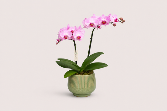 Mini Orquídea Rosa Dupla em Vaso