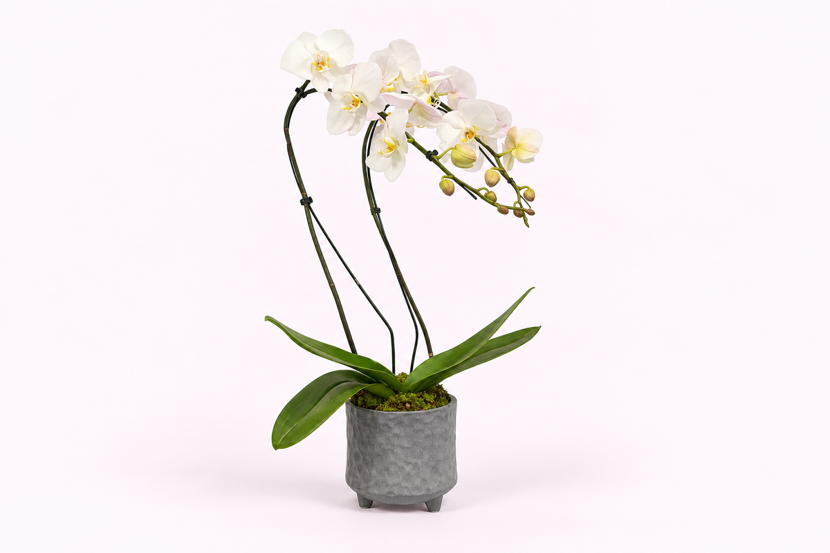 Orquídea Phalaenopsis Branca com  Duas Hastes