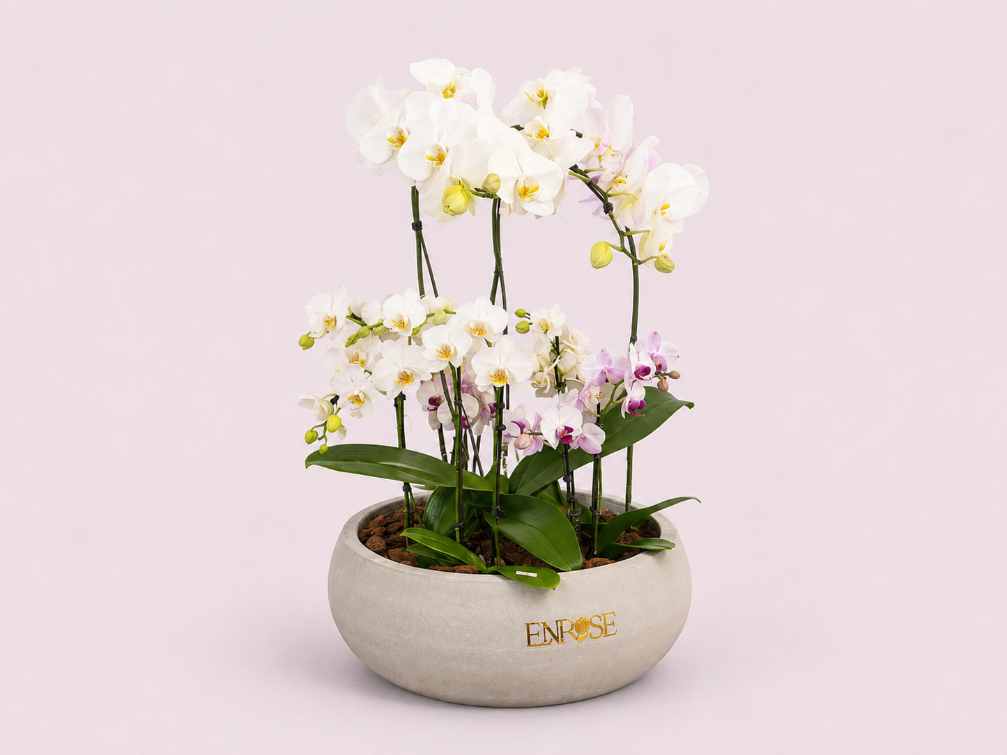 Arranjo Premium com 4 Mini Orquídeas e 1 Orquídea Grande