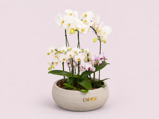 Arranjo Premium com 4 Mini Orquídeas e 1 Orquídea Grande