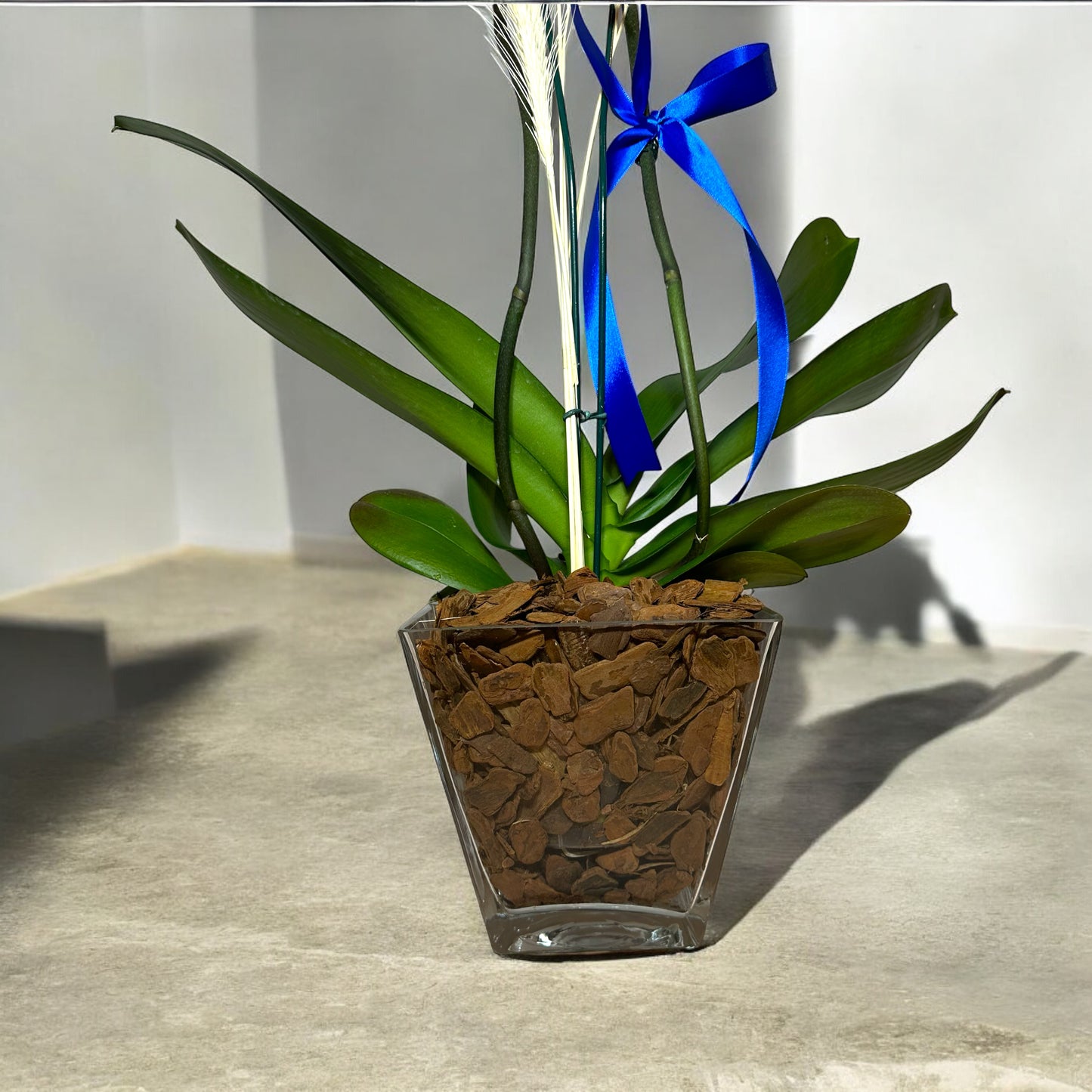 White Orchid in Modern Glass Vase