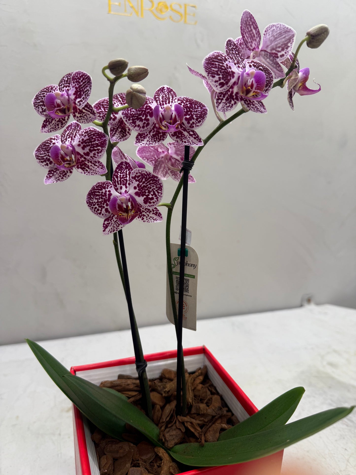 Mini White Orchids in Elegant Box