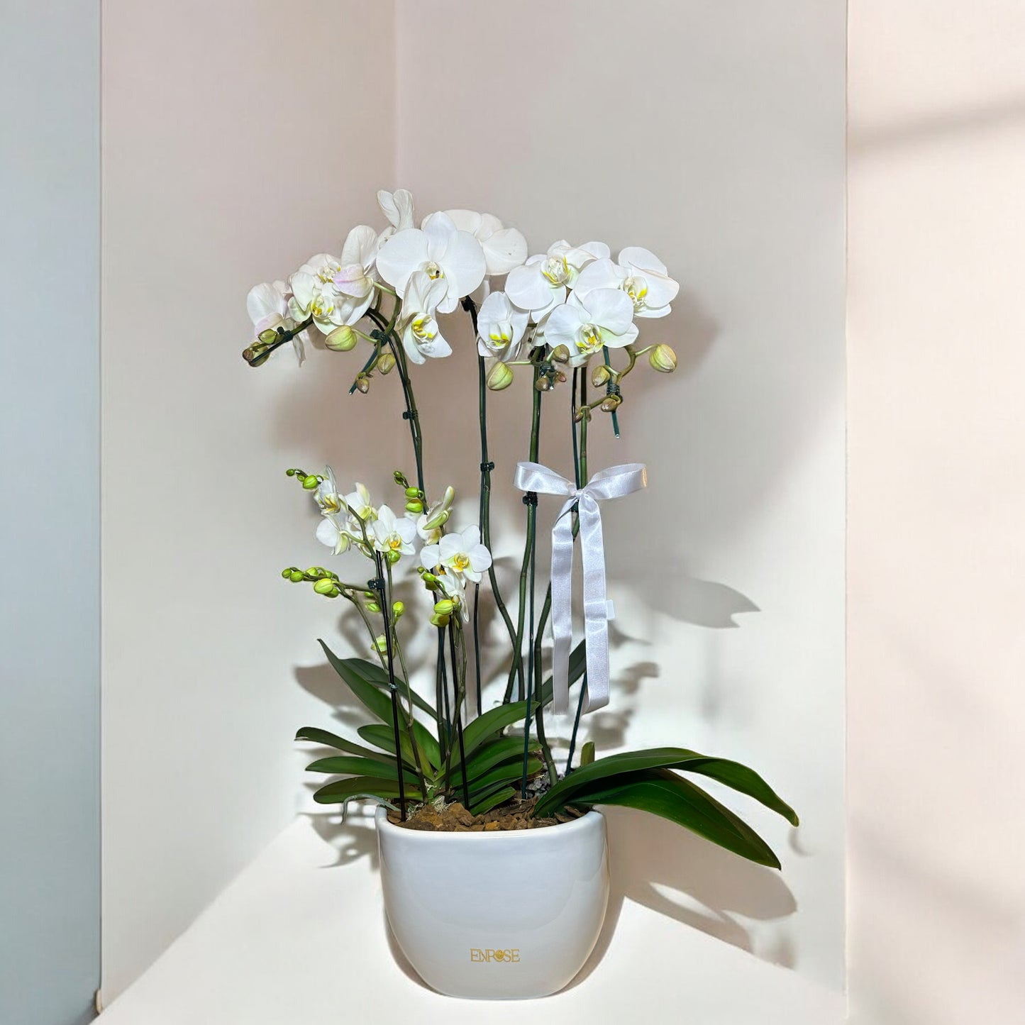Orquídea Branca Exclusiva em Vaso Moderno
