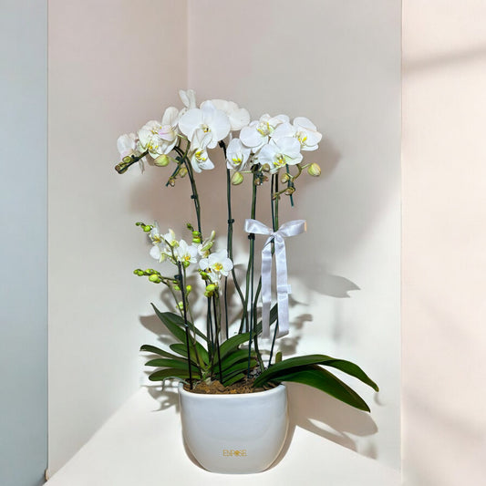 Orquídea Branca Exclusiva em Vaso Moderno