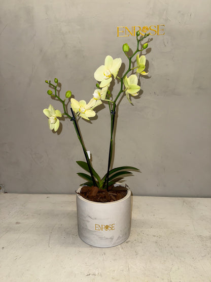 Miniature yellow orchid in a modern burnt cement vase. 