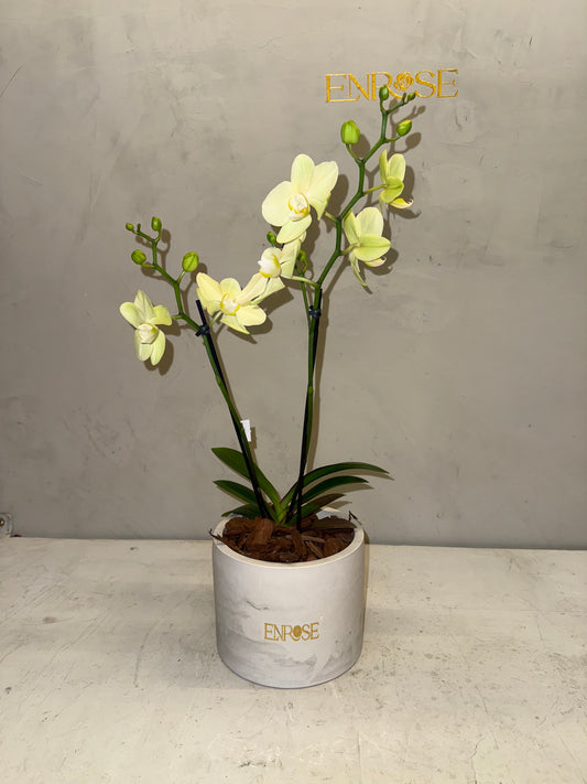 Orquídea Mini Amarela com vaso moderno de cimento queimado