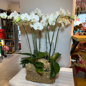 Orquídea Phalaenopsis com três vasos