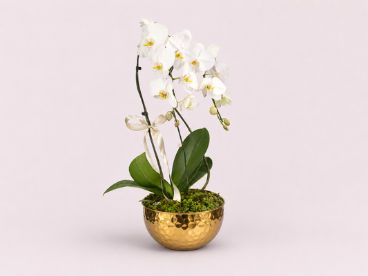 Arranjo Luxuoso com Orquídea Branca Premium