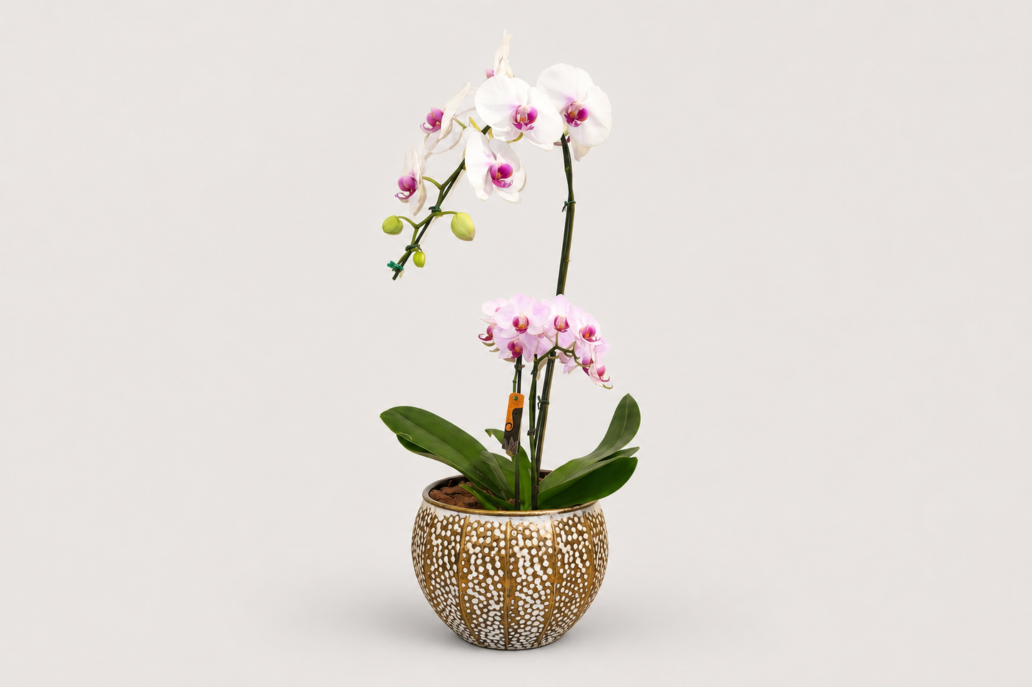 Combo de Orquídeas Brancas – Haste Única + Mini Dupla em Vaso Decorativo Premium