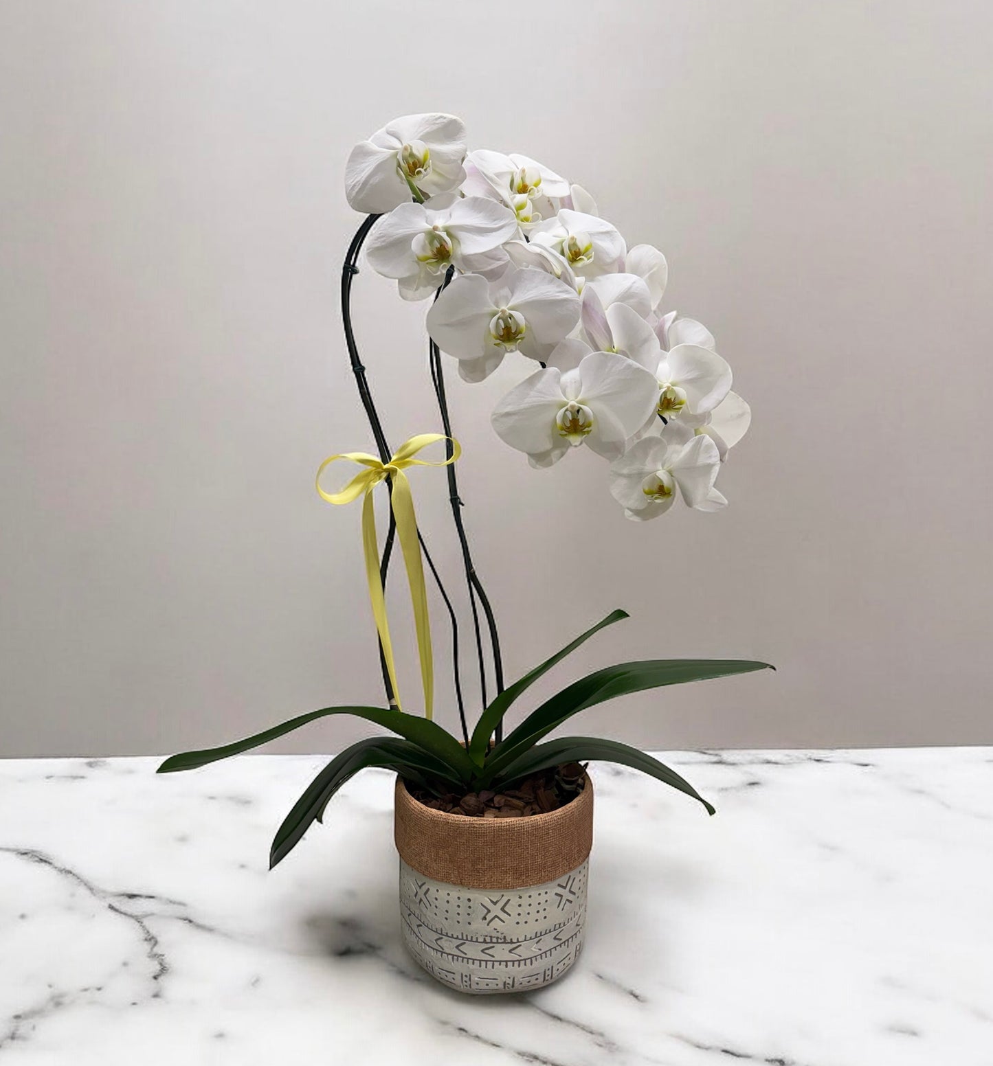 White Luxury Phalaenopsis Orchid in Decorative Vase
