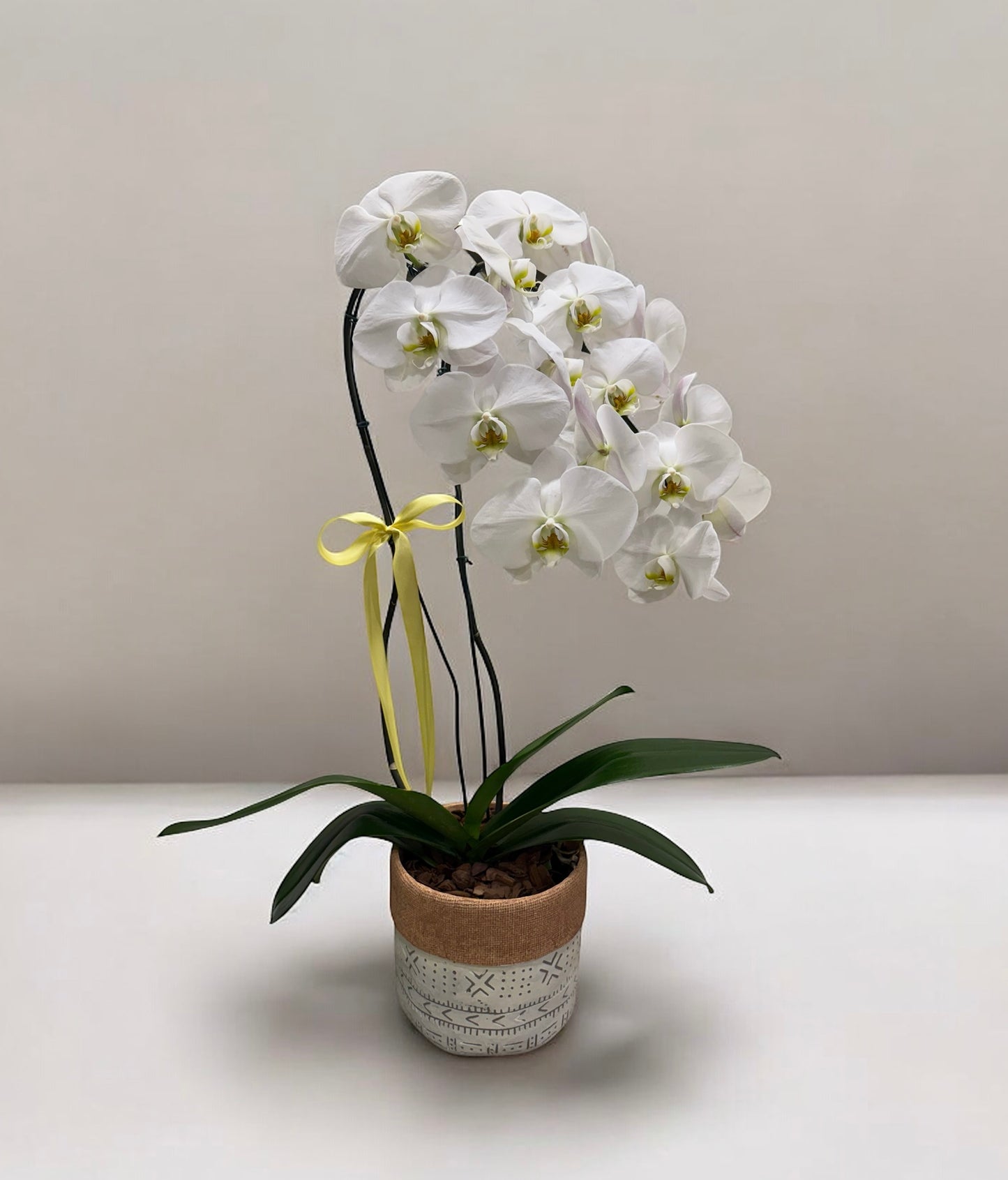 White Luxury Phalaenopsis Orchid in Decorative Vase