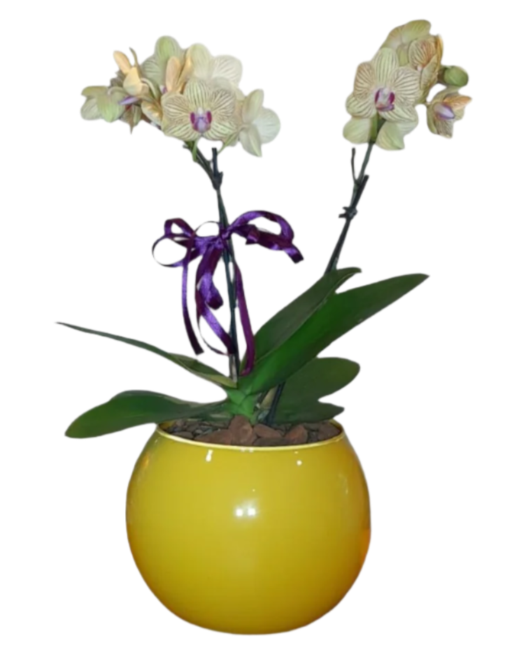 Mini Orquídea Phalaenopsis com vaso