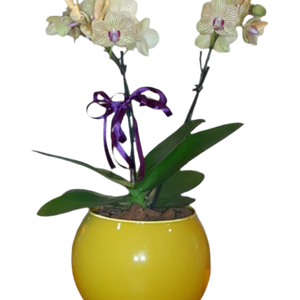 Mini Orquídea Phalaenopsis com vaso