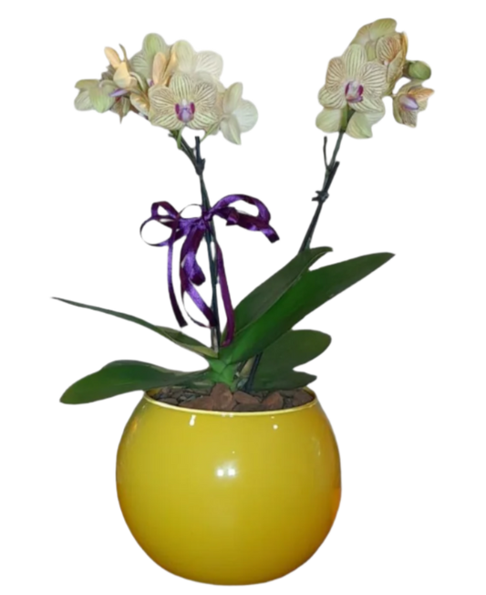 Mini Orquídea Phalaenopsis com vaso