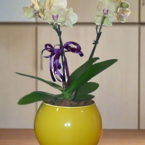 Mini Orquídea Phalaenopsis com vaso