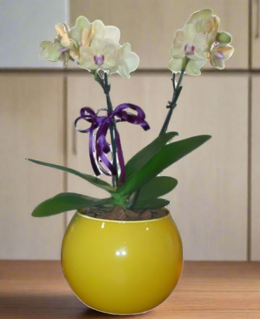 Mini Orquídea Phalaenopsis com vaso