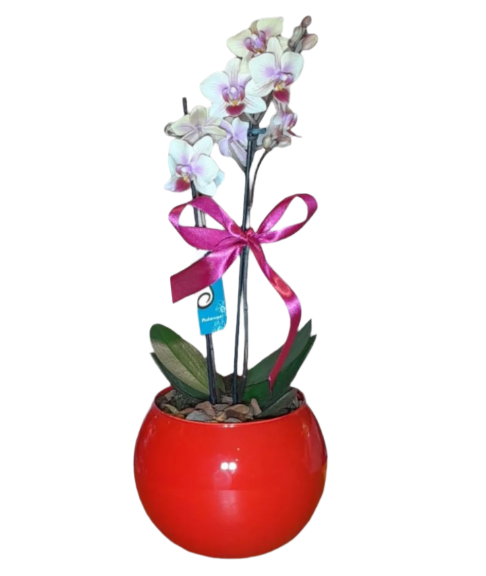 Mini Orquídea Phalaenopsis com vaso