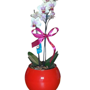 Mini Orquídea Phalaenopsis com vaso