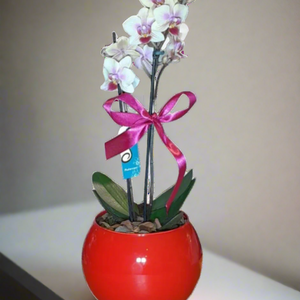 Mini Orquídea Phalaenopsis com vaso