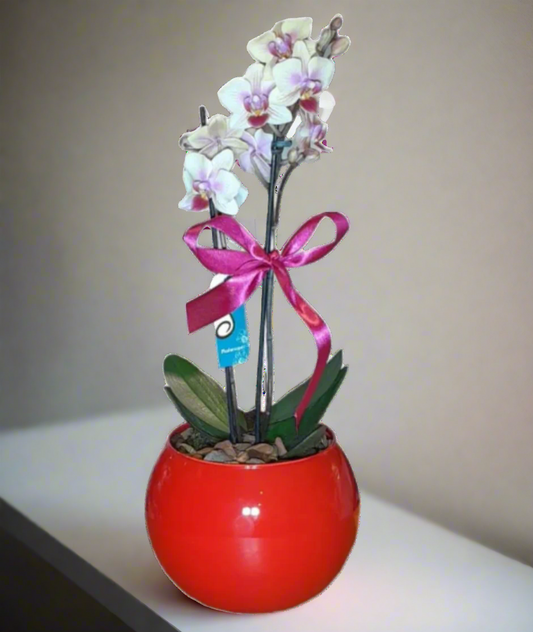 Mini Orquídea Phalaenopsis com vaso