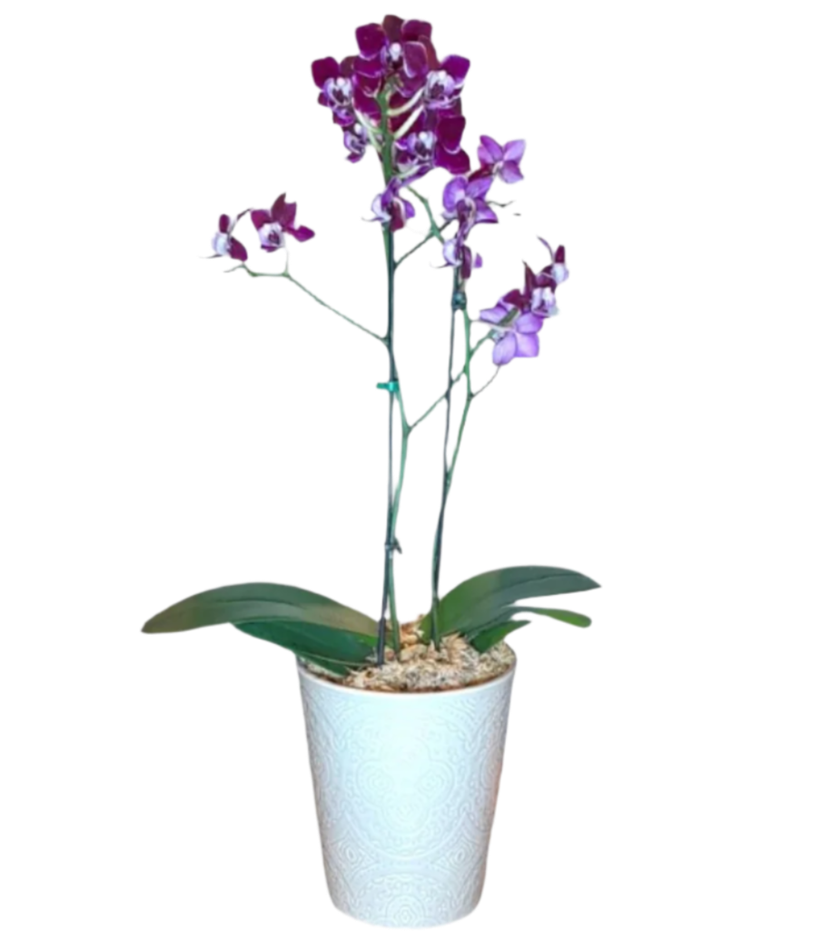 Mini Orquídea Phalaenopsis com Vaso de cerâmica