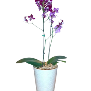 Mini Orquídea Phalaenopsis com Vaso de cerâmica