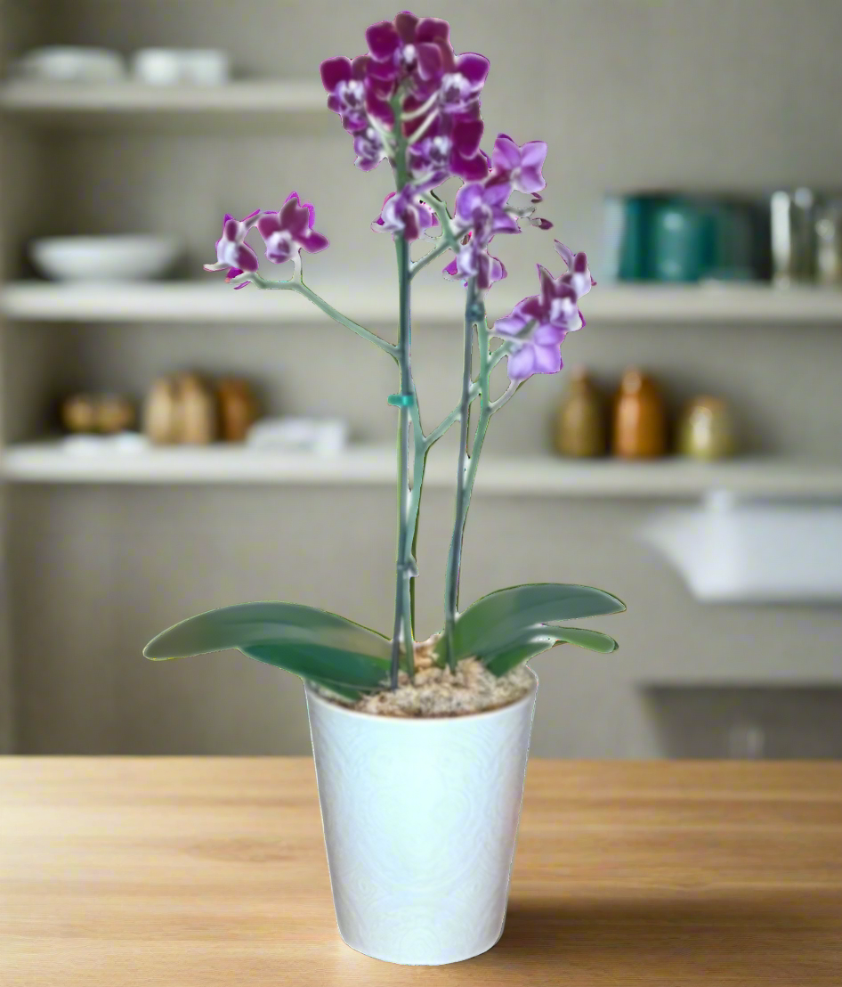 Mini Orquídea Phalaenopsis com Vaso de cerâmica