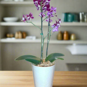 Mini Orquídea Phalaenopsis com Vaso de cerâmica