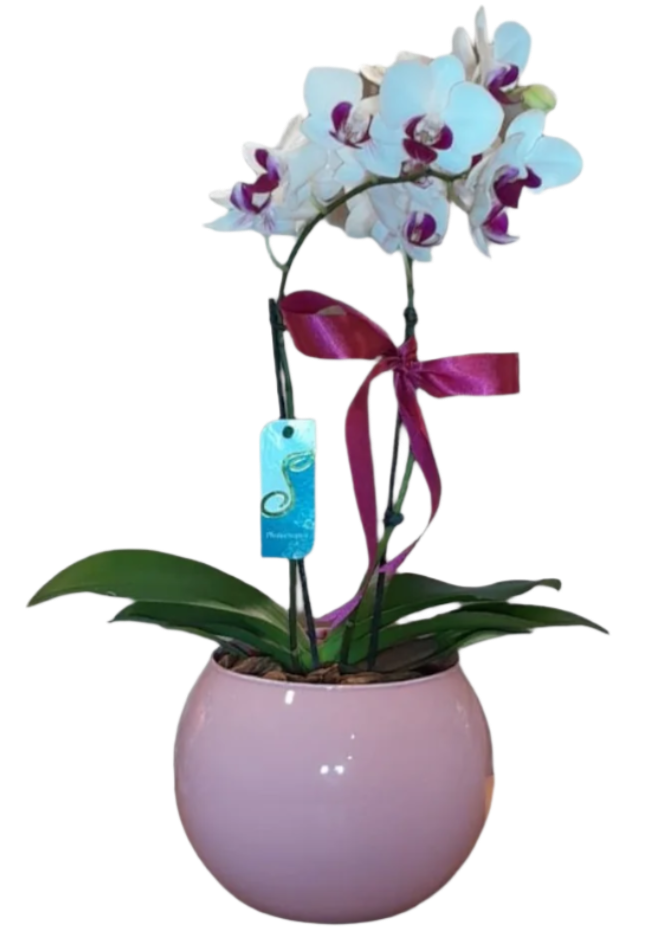 Mini Orquídea Phalaenopsis com vaso vedro