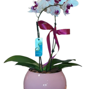 Mini Orquídea Phalaenopsis com vaso vedro