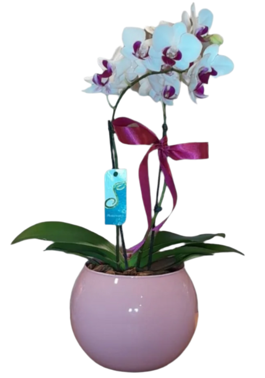 Mini Orquídea Phalaenopsis com vaso vedro