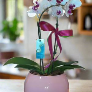 Mini Orquídea Phalaenopsis com vaso vedro