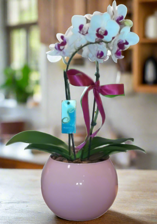 Mini Orquídea Phalaenopsis com vaso vedro