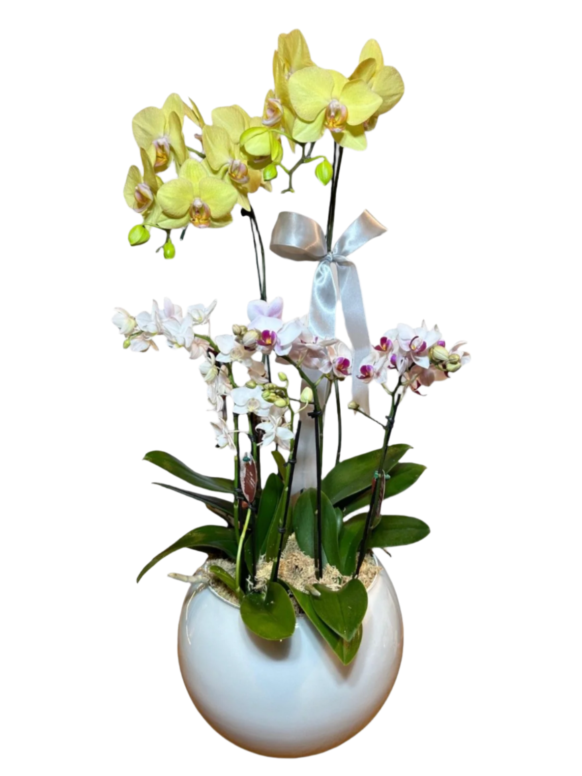 Três Orquídea Phalaenopsis com vaso vedro