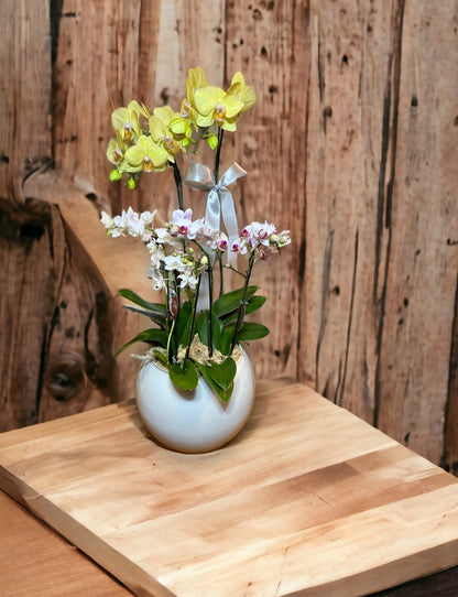 Três Orquídea Phalaenopsis com vaso vedro