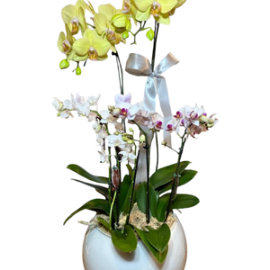 Três Orquídea Phalaenopsis com vaso vedro