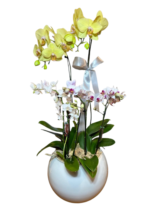 Três Orquídea Phalaenopsis com vaso vedro