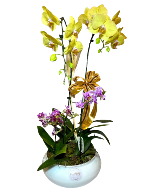 Orquídea Phalaenopsis