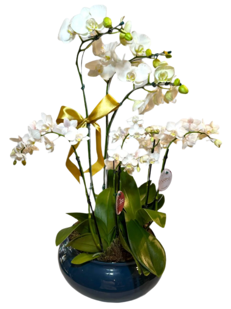 Orquídea Phalaenopsis