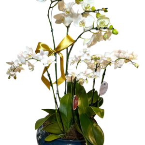 Orquídea Phalaenopsis