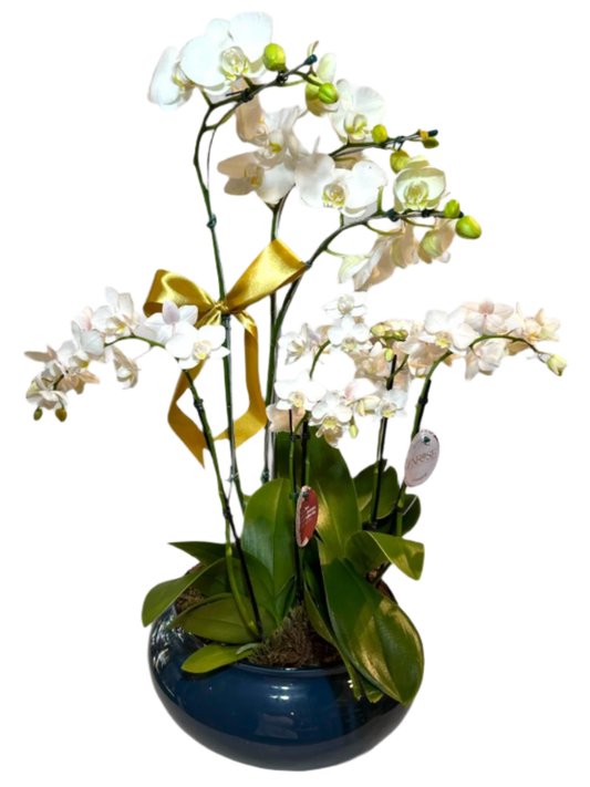 Orquídea Phalaenopsis