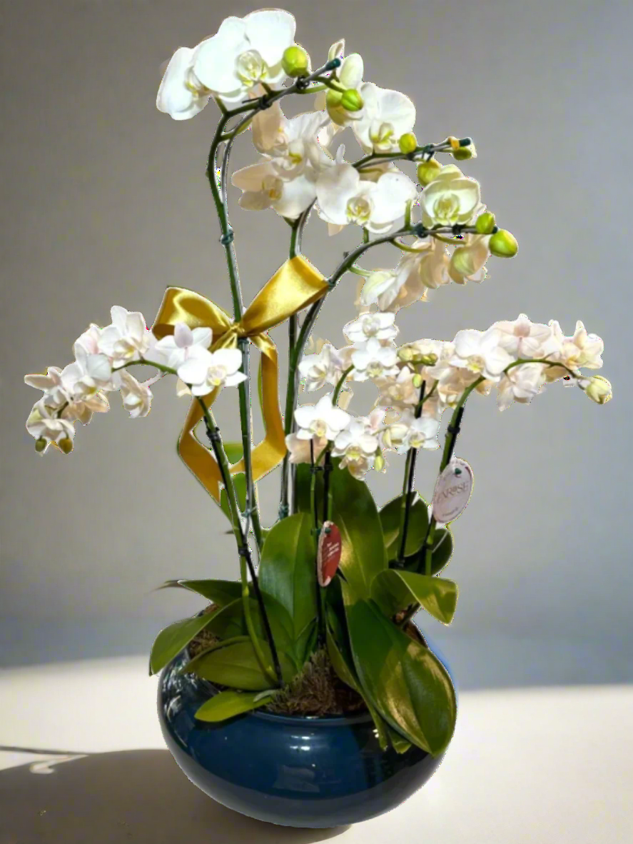 Orquídea Phalaenopsis