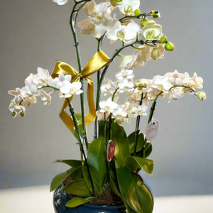 Orquídea Phalaenopsis