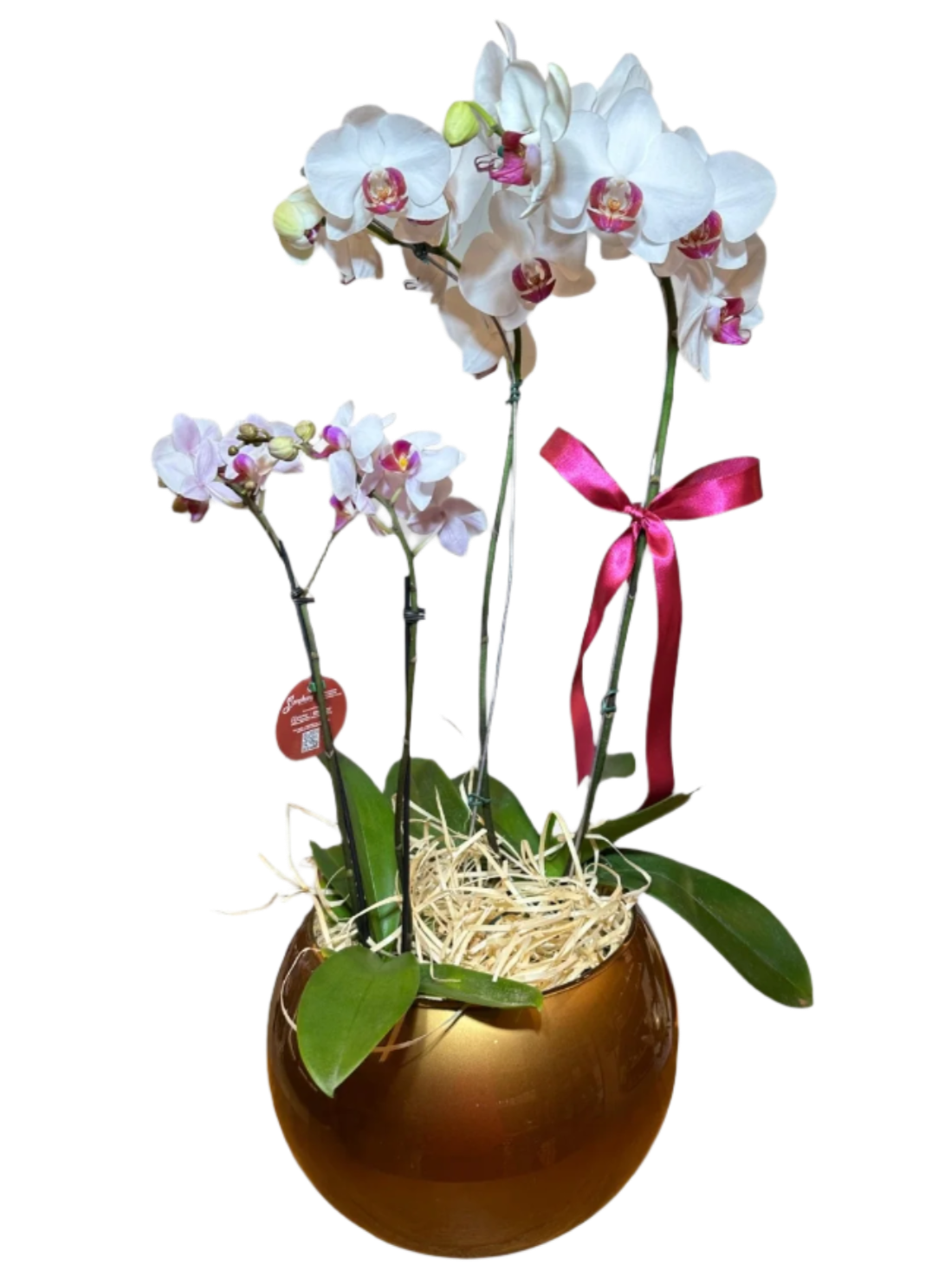 Two Phalaenopsis orchids in glass vases