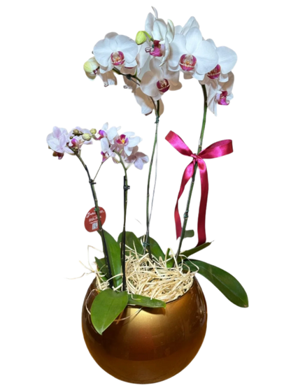 Two Phalaenopsis orchids in glass vases
