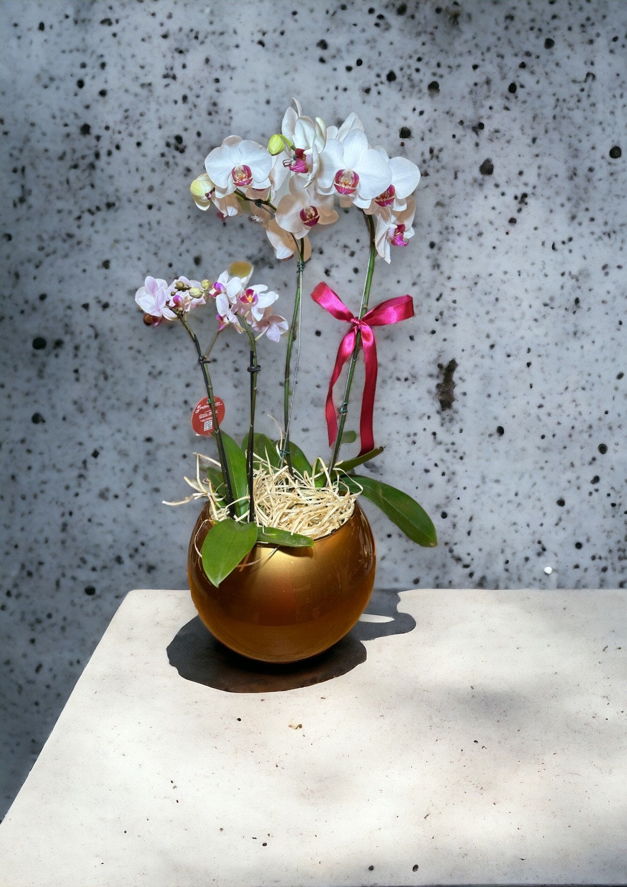 Two Phalaenopsis orchids in glass vases